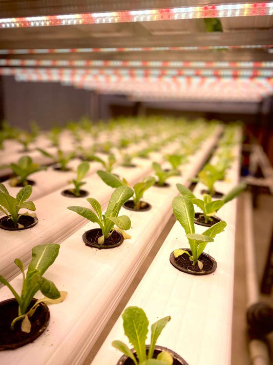 FlowerPower 22 Watt