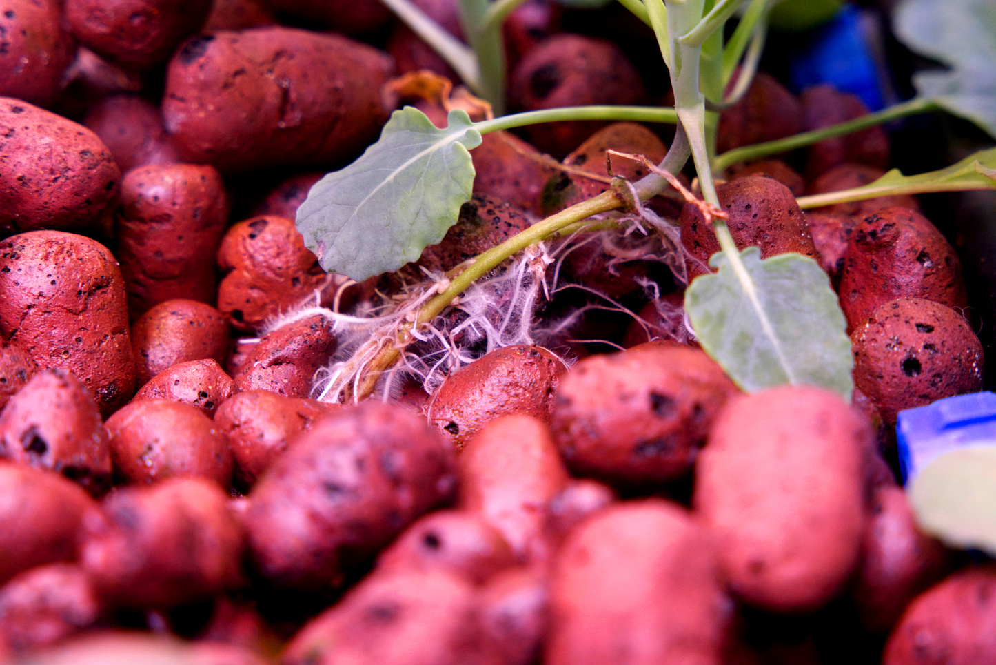 Clay Balls for Hydroponics