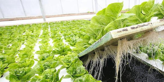 Comparing Hydroponics and Organic Farming: Why Hydroponics is Better