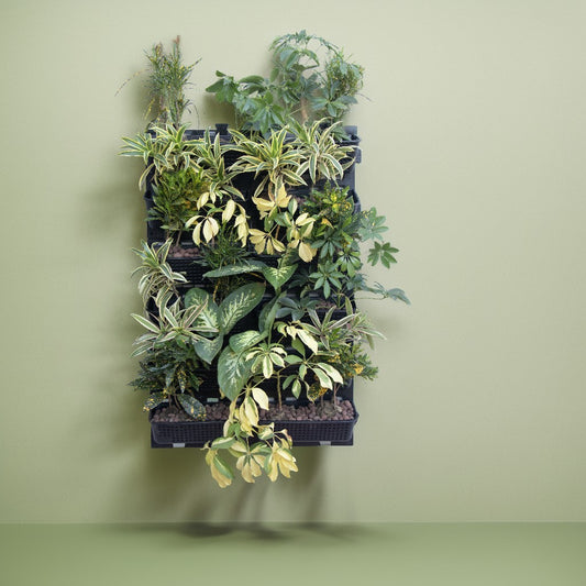 green on the wall