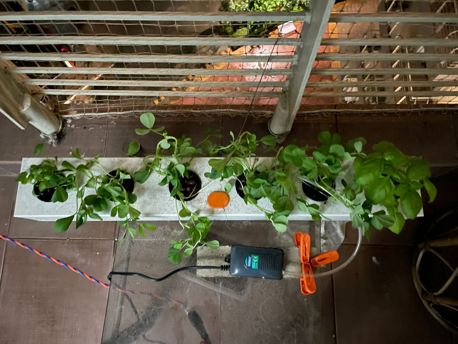 Spinach grown Hydroponically